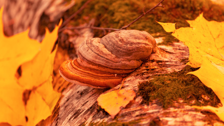 Inedible mushrooms on a tree in autumn .の写真素材