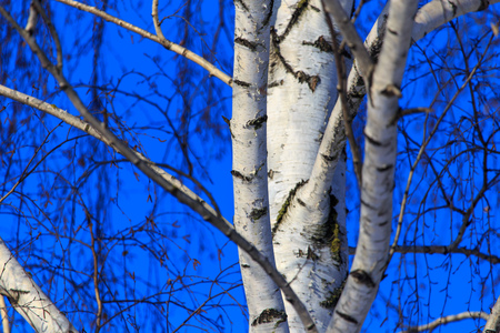 Naked birch in winter against the background of blue sky .の写真素材