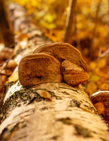 Inedible mushrooms on a tree in autumn .