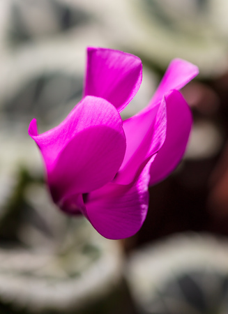 Flower petals on nature as background. Macroの写真素材