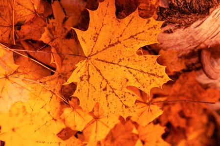 Leaves on the ground in autumn as a background .