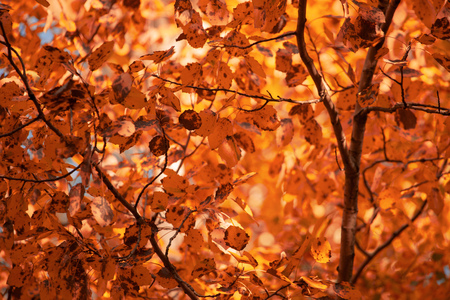 Red leaves on birch trees in autumn .