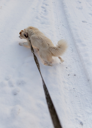 A dog walks in the snow in winter .