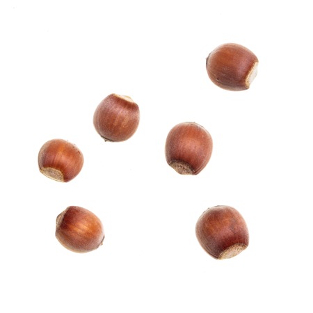 Ripe hazelnut nuts isolated on white background .