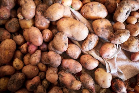 Potato harvest in the cellar as a background .の写真素材