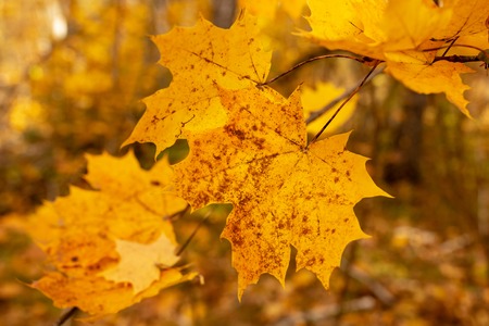 Leaves on a tree in autumn as a background .