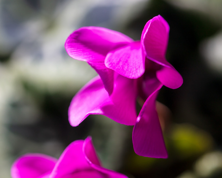 Flower petals on nature as background. Macroの写真素材