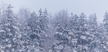 Snowy trees in the forest in winter .
