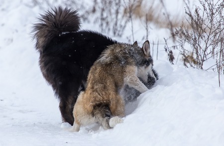 Two dogs are played on snow in winter .の写真素材