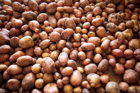 Potato harvest in the cellar as a background .の写真素材