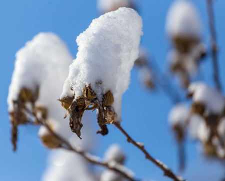 White snow on the branches of a tree .の写真素材