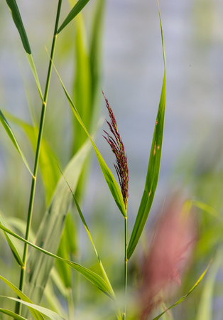 Broom on the reeds near the lake .の写真素材
