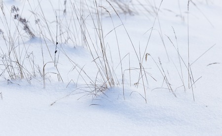 Dry grass in snow in winter as background .の写真素材
