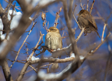 Sparrow on the branches of a tree against the blue sky .の写真素材