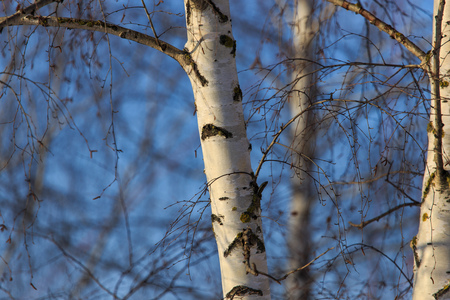 Naked birch in winter against the background of blue sky .の写真素材
