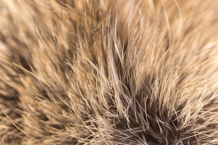 Wool on a cat as a background .の写真素材