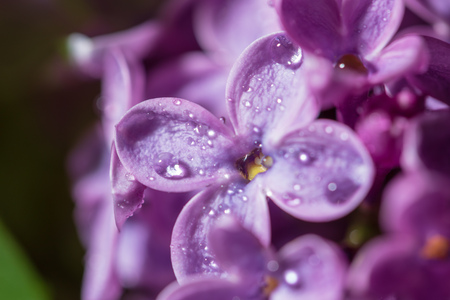 Dew drops on the flowers of lilac. Macroの写真素材