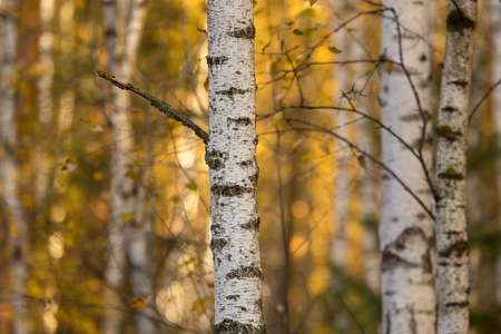 Birches in the forest in autumn as a background .の写真素材