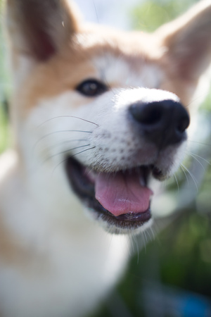 A portrait of a thoroughbred dog in nature .の写真素材