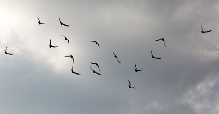 Flock of pigeons against the sky with clouds .の写真素材