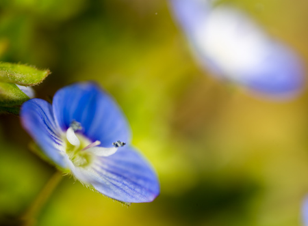 Beautiful little blue flower on nature. macroの写真素材