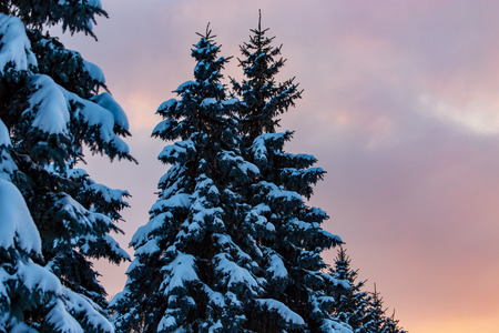 Snowy conifer in the winter at dawn .の写真素材