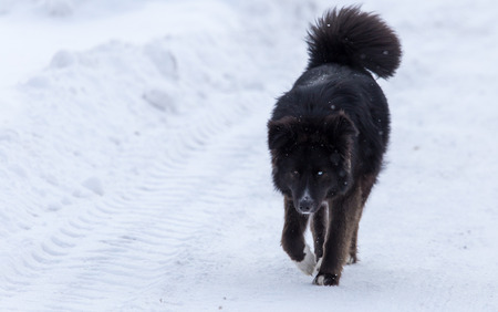 Black dog on white snow in winter .の写真素材