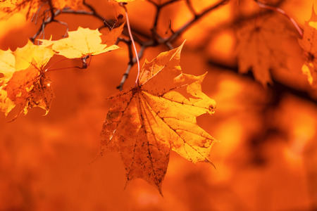 Red leaves on trees in the forest in autumn .