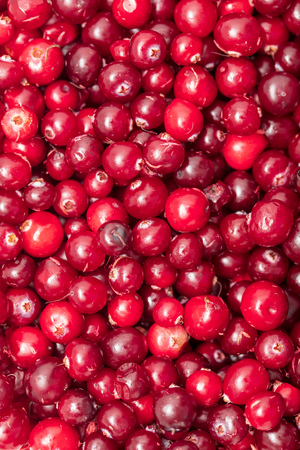 Red cranberry berries as a background. Macroの写真素材