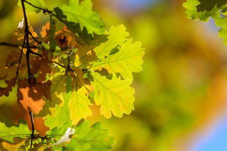 Leaves on a tree in the fall in the park .の写真素材
