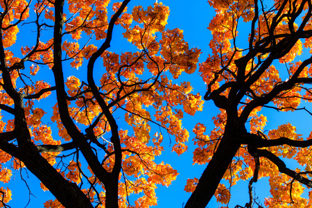Leaves on a tree in the fall in the park .