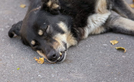 The dog sleeps on the asphalt road .の写真素材