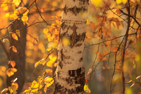 Birches in the forest in autumn as a background .