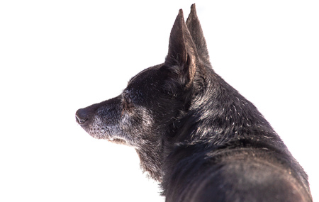 Dog walking in the snow in winter .の写真素材