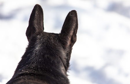 Dog walking in the snow in winter .の写真素材