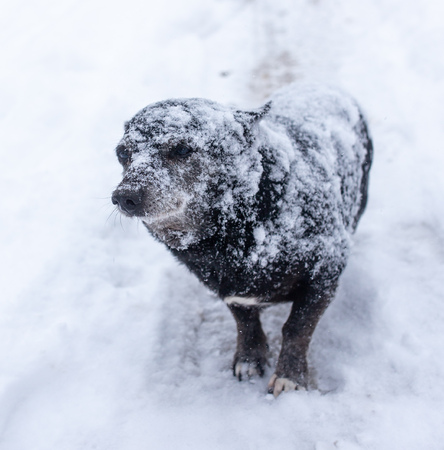Dog walking in the snow in winter .の写真素材