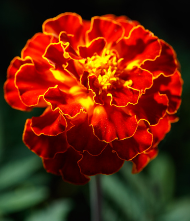 Beautiful orange flower marigold in the garden .の写真素材