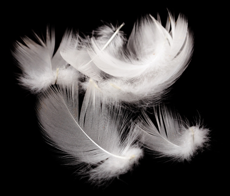 White feather isolated on a black background .