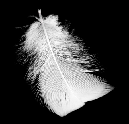 White feather isolated on a black background .の写真素材