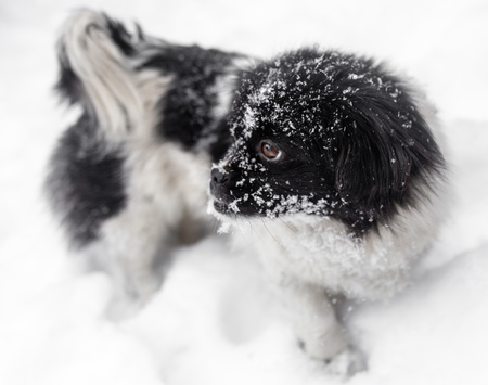 Dog walking in the snow in winter .の写真素材