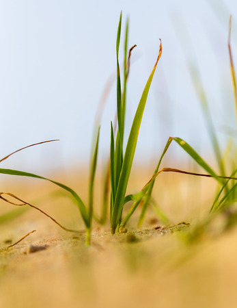 Green grass grows in the sand in natureの写真素材