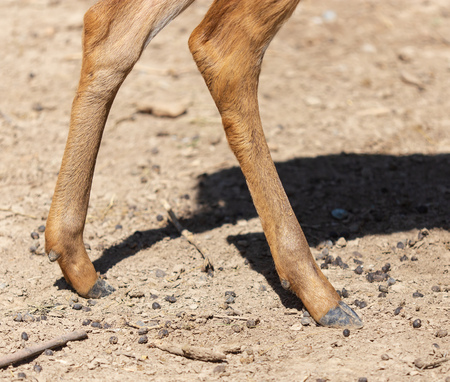 Deer hooves on the ground .の写真素材