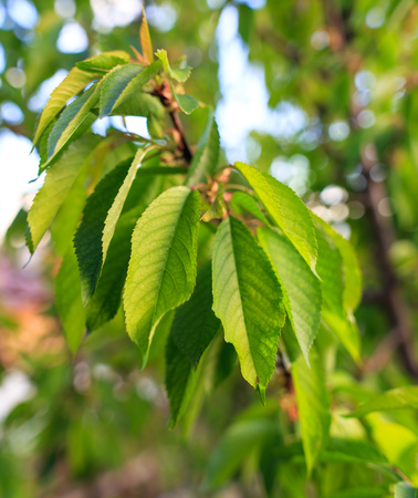 Beautiful green leaves on a tree branch .