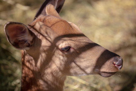 Portrait of a young deer in the park .