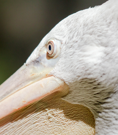 Portrait of a pelican in the park .の写真素材