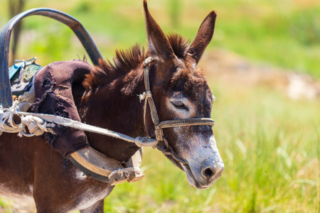 Portrait of a donkey in nature .の写真素材