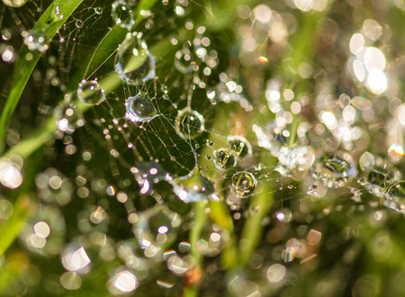 Water drops on the web as a background .の写真素材