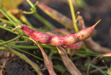 Pods of ripe beans in the garden .の写真素材