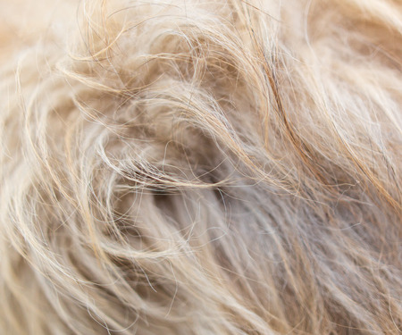 Wool on a dog as an abstract background .の写真素材