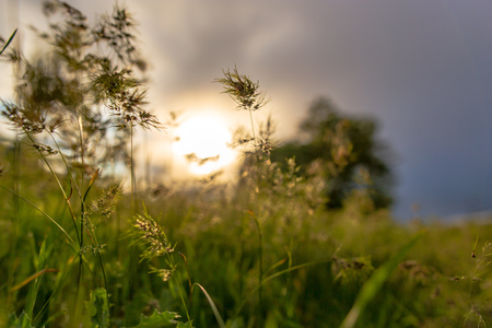 Grass in spring in the field at sunset background .の写真素材